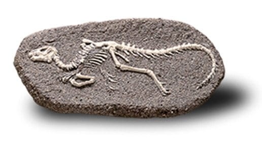 Duży szkielet dinozaura - wykopalisko na kamieniu  14 cm Bones&more