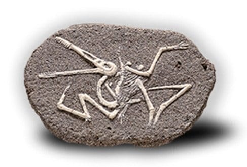 Duży szkielet dinozaura - wykopalisko na kamieniu  14 cm Bones&more