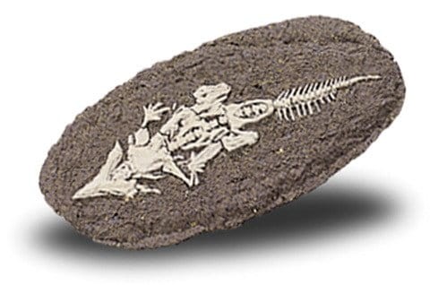 Duży szkielet dinozaura - wykopalisko na kamieniu  14 cm Bones&more