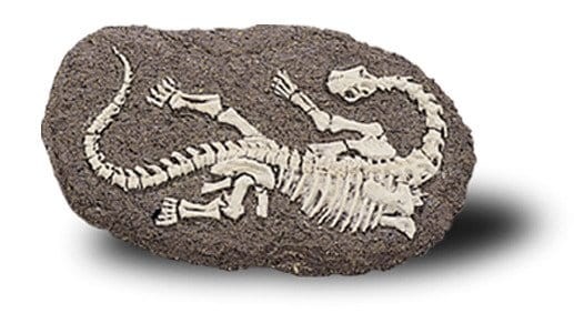 Duży szkielet dinozaura - wykopalisko na kamieniu  14 cm Bones&more