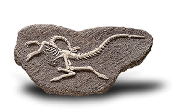 Duży szkielet dinozaura - wykopalisko na kamieniu  14 cm Bones&more