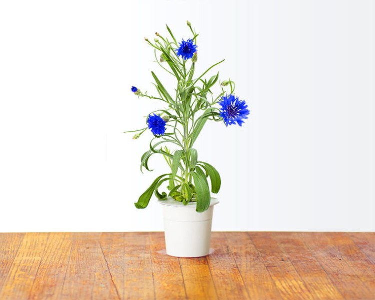 Kapsułki roślinne do inteligentnego ogrodu 3 szt. - Click&Grow