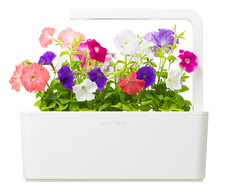 Kapsułki roślinne do inteligentnego ogrodu 3 szt. - Click&Grow