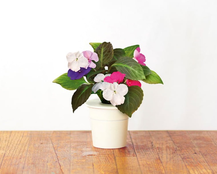 Kapsułki roślinne do inteligentnego ogrodu 3 szt. - Click&Grow