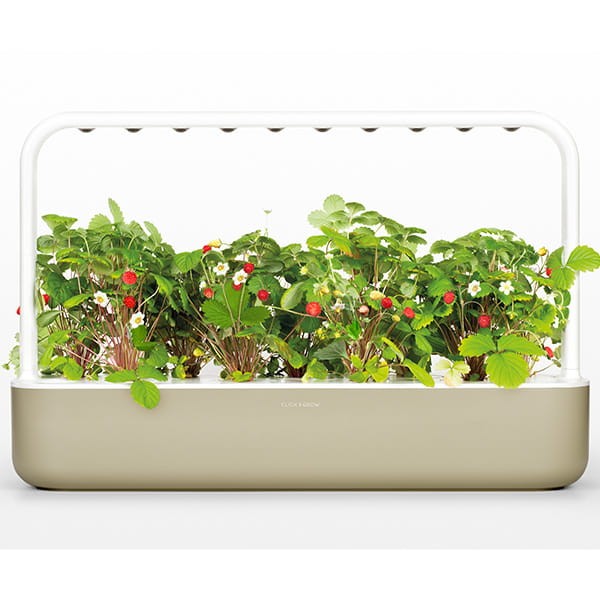 Kapsułki roślinne do inteligentnego ogrodu 3 szt. - Click&Grow