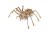 Mechaniczny pająk - puzzle 3D - 293 elem. EWA Eco-Wood-Art