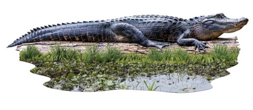 pol_pl_MADD-CAPP-Puzzle-konturowe-I-AM-LIL-Aligator-100-elem-1810_3.jpeg
