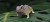 04_tuatara_05_jpg.jpg