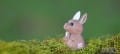 15_kangroo_03_jpg.jpg