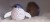 17_penguin_03_jpg.jpg