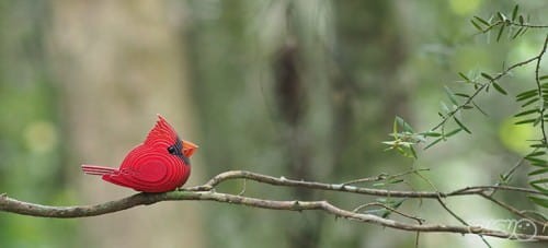 068_cardinal_5_JPG.jpg