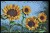 koraliki hama art słoneczniki 3608_1.jpg