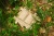 pol_pl_Muffik-Barwy-Natury-maty-o-roznych-strukturach-6-el-12-msc-1837_1.webp