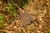 pol_pl_Muffik-Barwy-Natury-maty-o-roznych-strukturach-6-el-12-msc-1837_4.webp