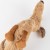 6846f46c099bf-sausage-schorschi-dachshund-beaststown.jpeg