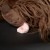 6846f4ae39604-zottle-lottle-dog-beaststown.jpeg
