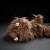 6846f4ae3ae1d-zottle-lottle-dog-beaststown.jpeg
