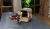 Drewniany-Model-8Mechaniczny-Puzzle-3D--Sejf-2.0-Ugears.webp