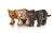 Drewniana-figurka-Kotek-`--mechaniczne-puzzle-3d.webp