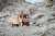 Ciezarowka-MAZ-5309--8drewniane,-mechaniczne-puzzle-3D.webp
