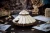 Czolg-Leonarda-da-Vinci--2-drewniane,-mechaniczne-puzzle-3D.webp