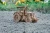 Traktor-BELARUS-2022-8-drewniane,-mechaniczne-puzzle-3D.webp