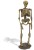 Szkielet CZŁOWIEKA NEANDERTALSKIEGO 21 cm DELUXE Wyprawa Paleontologiczna duży zestaw dinozaur Geoworld