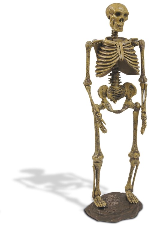 Szkielet CZŁOWIEKA NEANDERTALSKIEGO 21 cm DELUXE Wyprawa Paleontologiczna duży zestaw dinozaur Geoworld