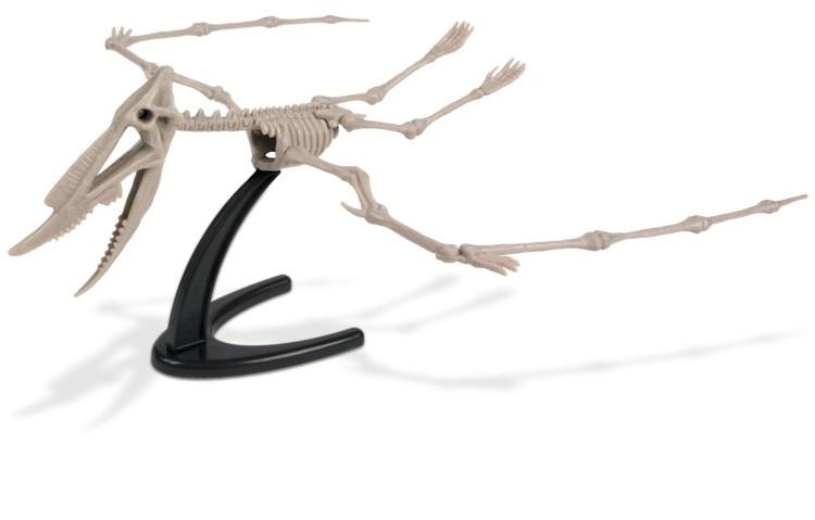 Szkielet DSUNGARIPTERUS 51 cm Wykopaliska dinozaur Geoworld