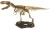  Megazestaw T-REX szkielet 76 cm Wyprawa Paleontologiczna dinozaur Geoworld